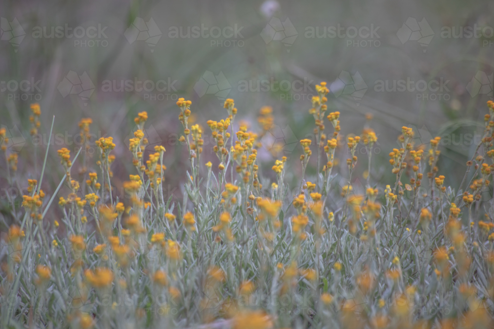 Tiny yellow wildflowers in a country field - Australian Stock Image