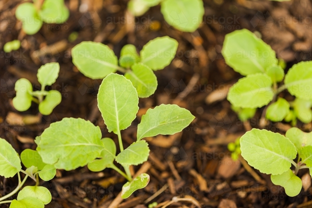 Tiny young cabbage plants growing in garden - Australian Stock Image