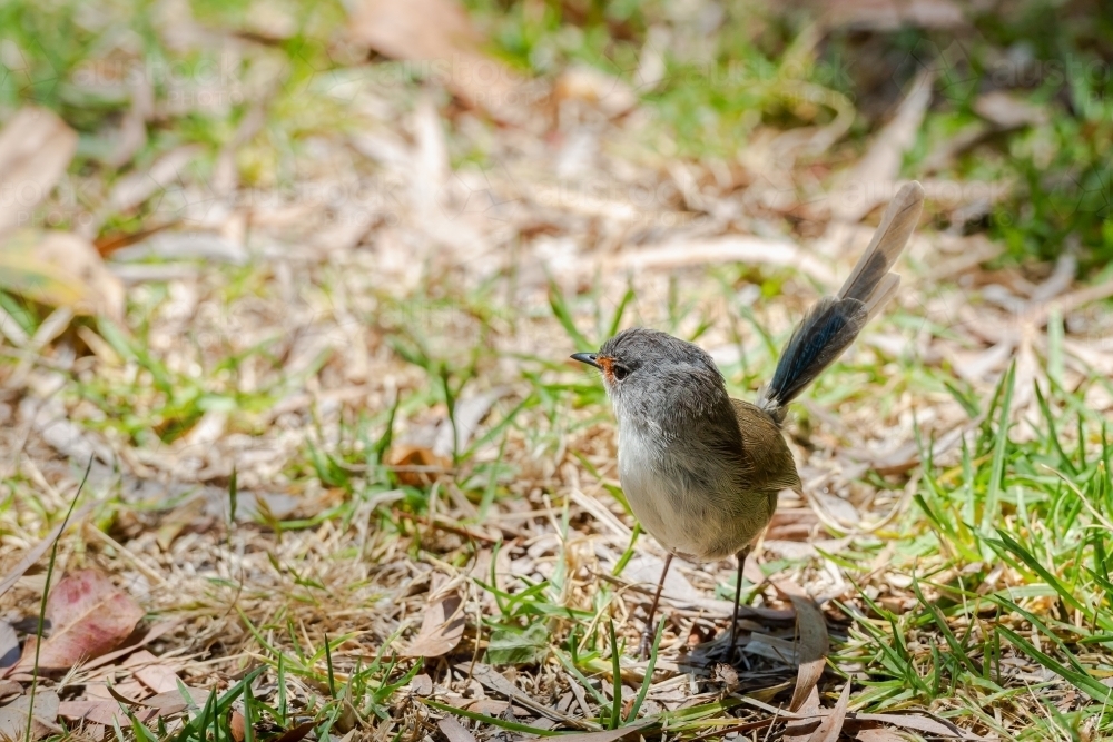 Tiny young female Splendid Fairy-wren - Australian Stock Image