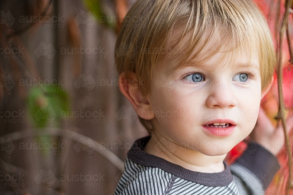 Toddler boy in red autumn leaves - Australian Stock Image