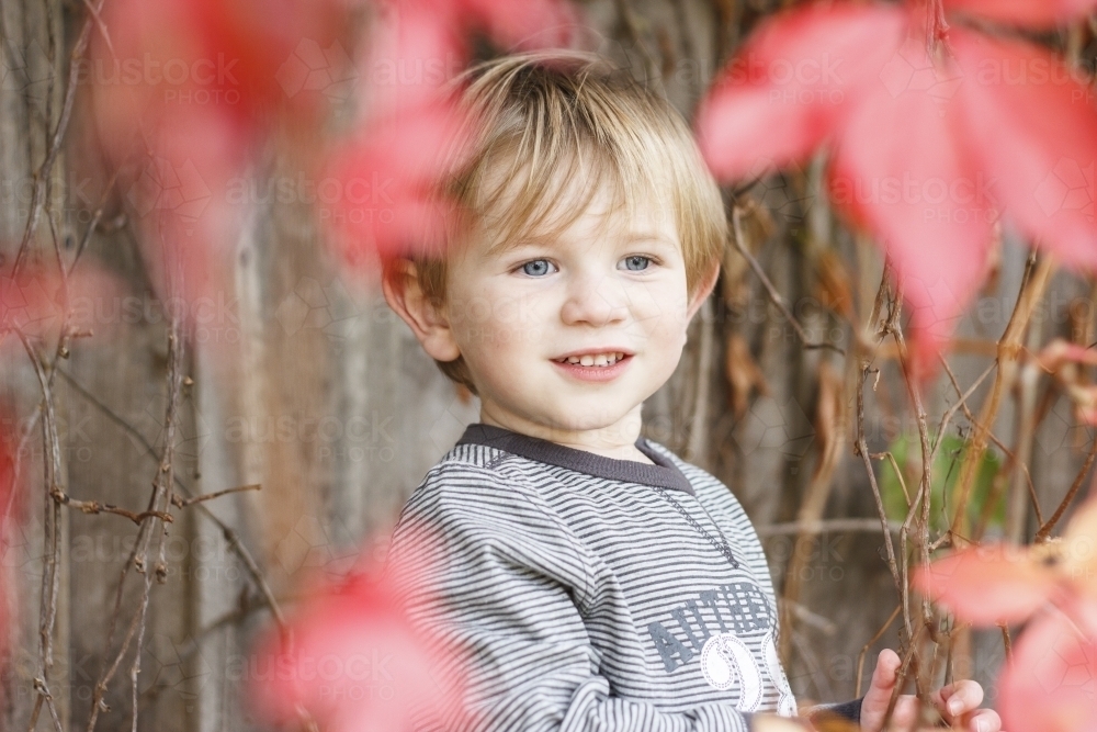Toddler boy smiling and hiding behind red autumn leaves - Australian Stock Image