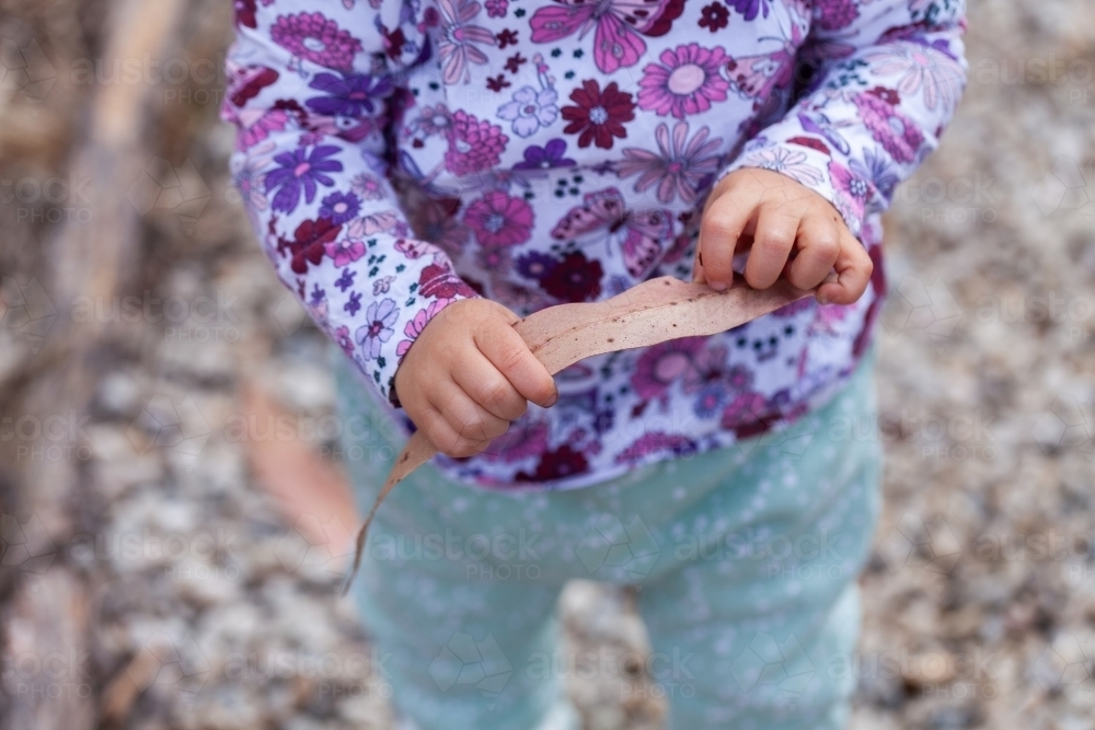 Toddler child exploring native bushland holding huge dried gum leaf - Australian Stock Image
