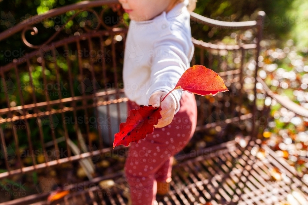 Image of Toddler child holding out two read autumn leaves in garden ...