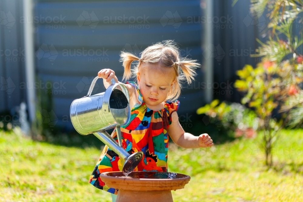 Toddler girl filling up bird bath with watering can in backyard - Australian Stock Image