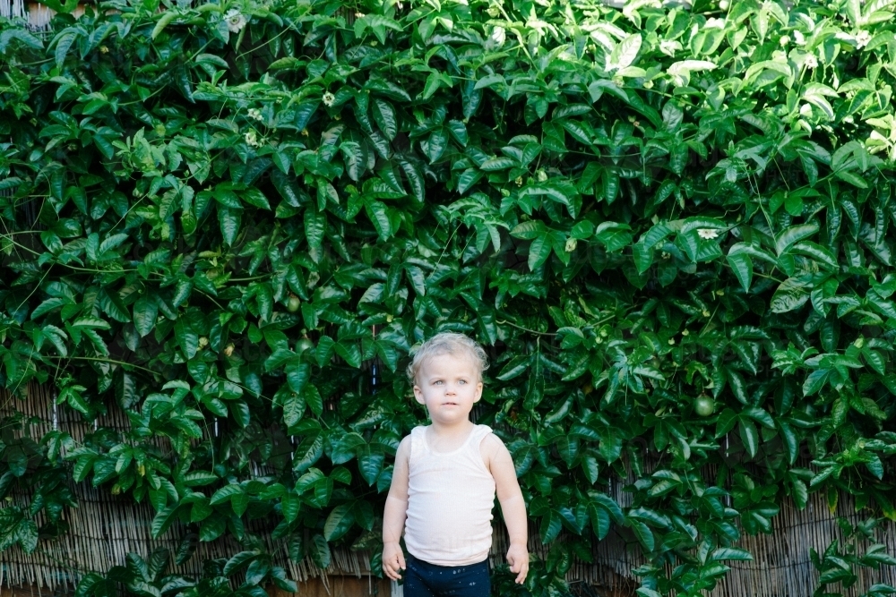 Toddler girl standing still framed by backyard passionfruit vine - Australian Stock Image