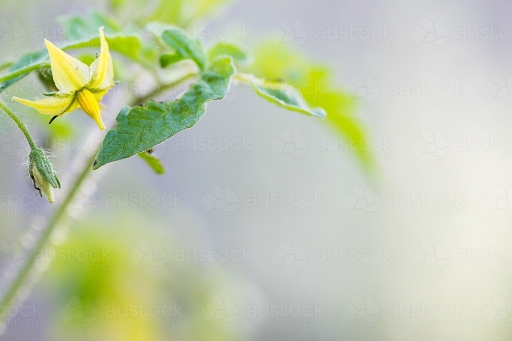 Tomato plant with flower - Australian Stock Image