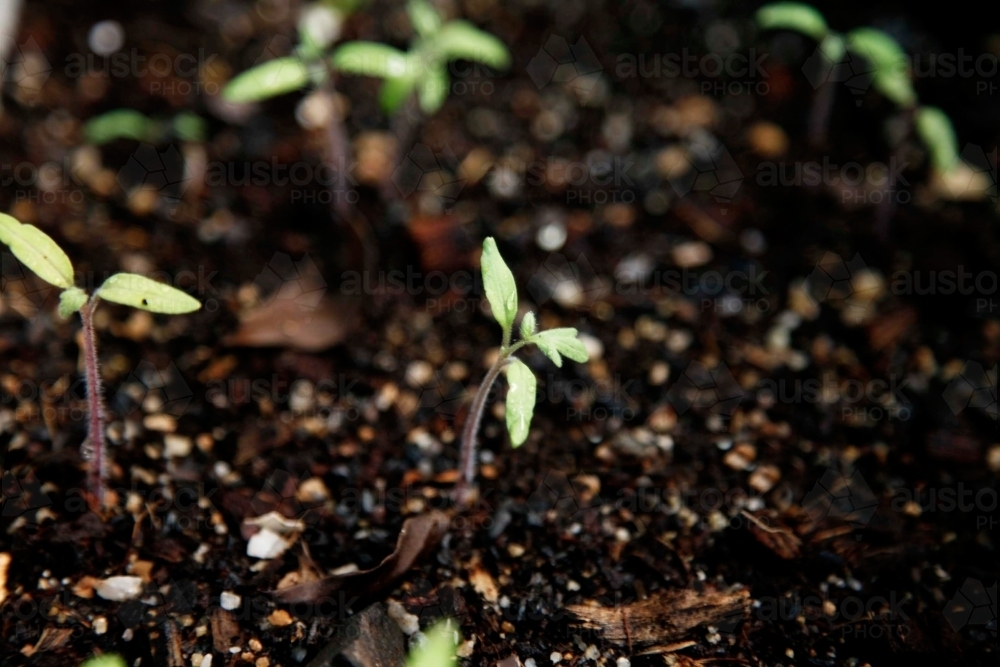 Tomato seedlings shooting from the ground - Australian Stock Image