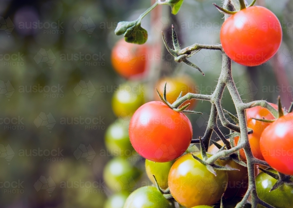 Tomatoes growing at a farm - Australian Stock Image