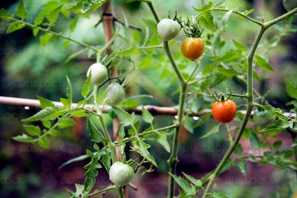Tomatoes growing on vine - Australian Stock Image