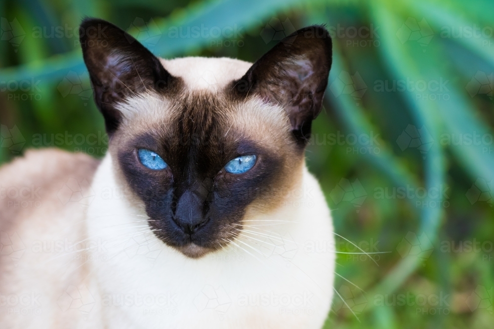 Tonkinese Cat - Australian Stock Image