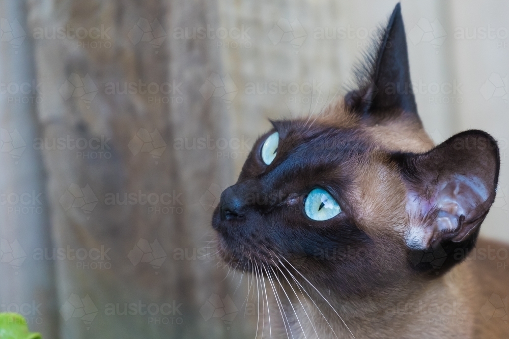 Tonkinese Kitten - Australian Stock Image