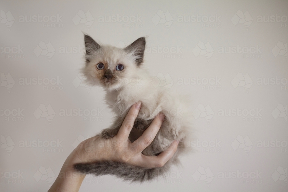 Tonky doll kitten being held - Australian Stock Image