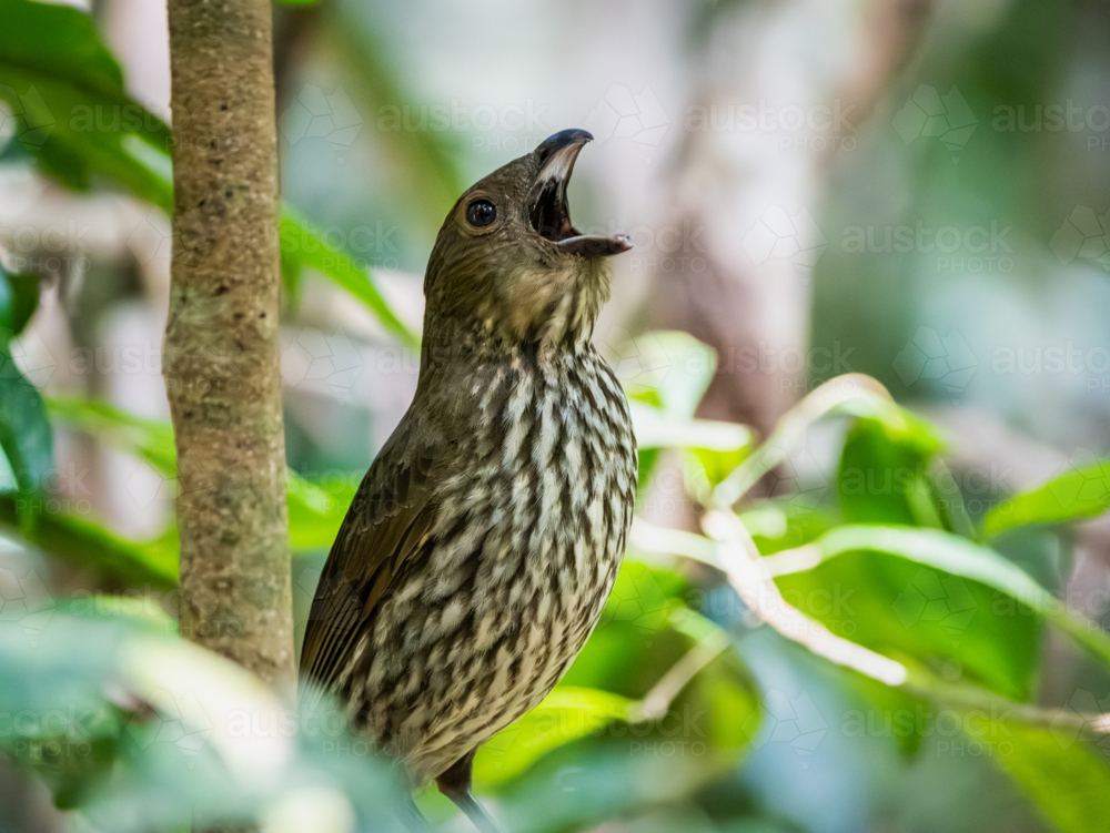 Tooth-billed bowerbird - Australian Stock Image