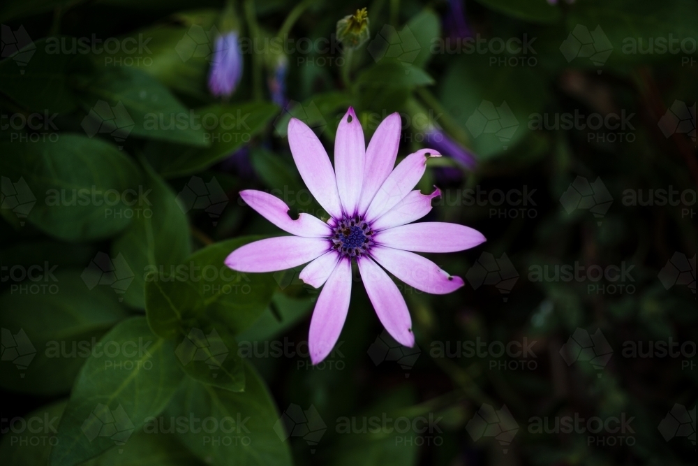 Top Down Shot of a Wilted Pink Flower in a Home Garden - Australian Stock Image