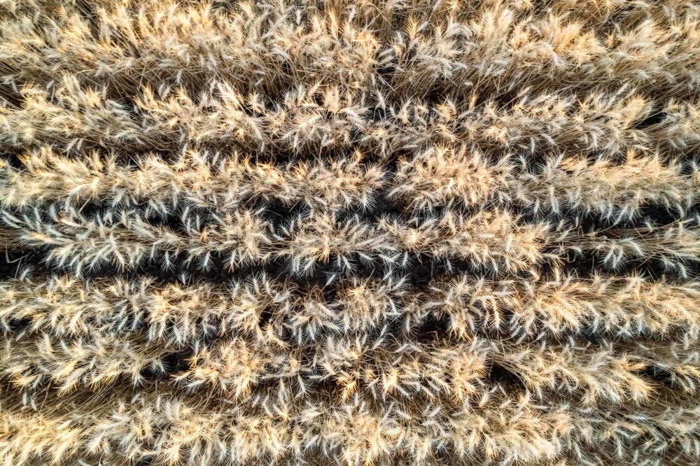 Top-down shot of crops in agricultural field - Australian Stock Image