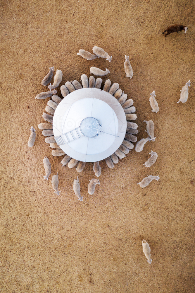 Top-down view of a circular livestock feeder surrounded by sheep on a dry, sandy paddock - Australian Stock Image