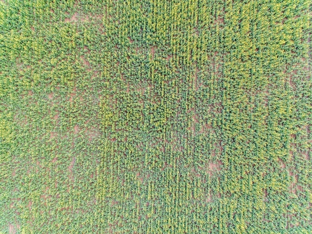 top down view of canola crop - Australian Stock Image