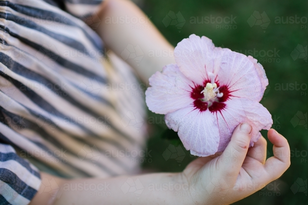 Top view of a child's hand holding a big pink hibiscus flower. - Australian Stock Image