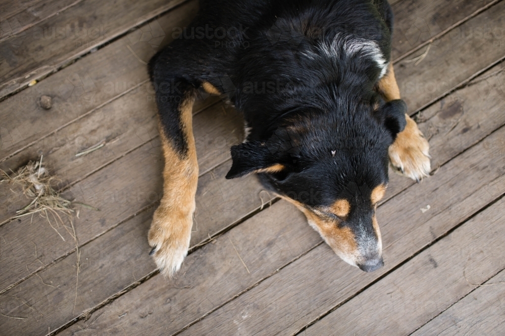 Top view of a dog lying down on the wooden floor - Australian Stock Image