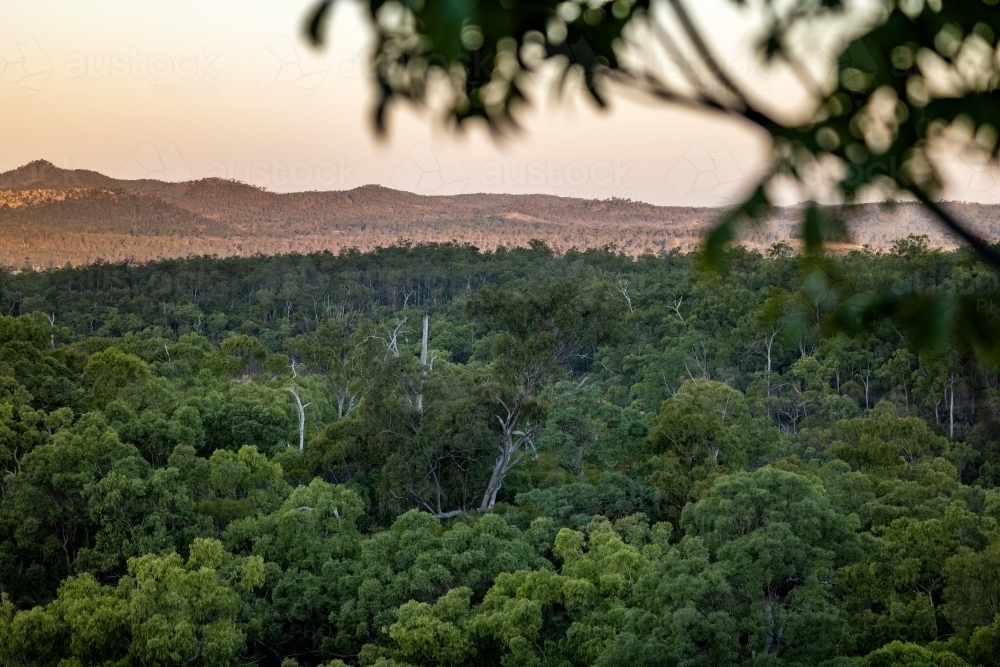 Top view of luscious green forest with mountains in the background - Australian Stock Image