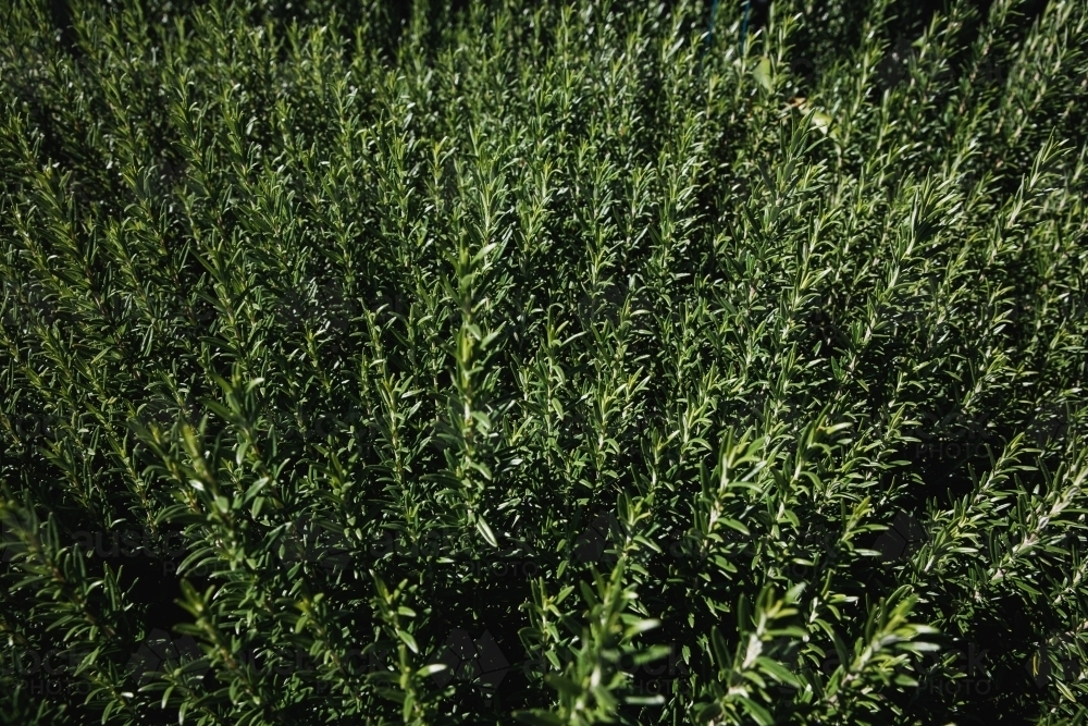 Top view shot of a green herb-type foliage growing in an open space - Australian Stock Image