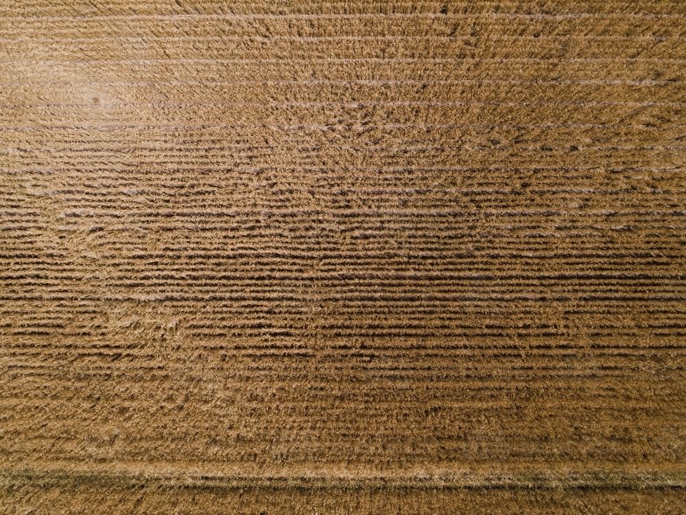 Top view shot of harvested crop land - Australian Stock Image