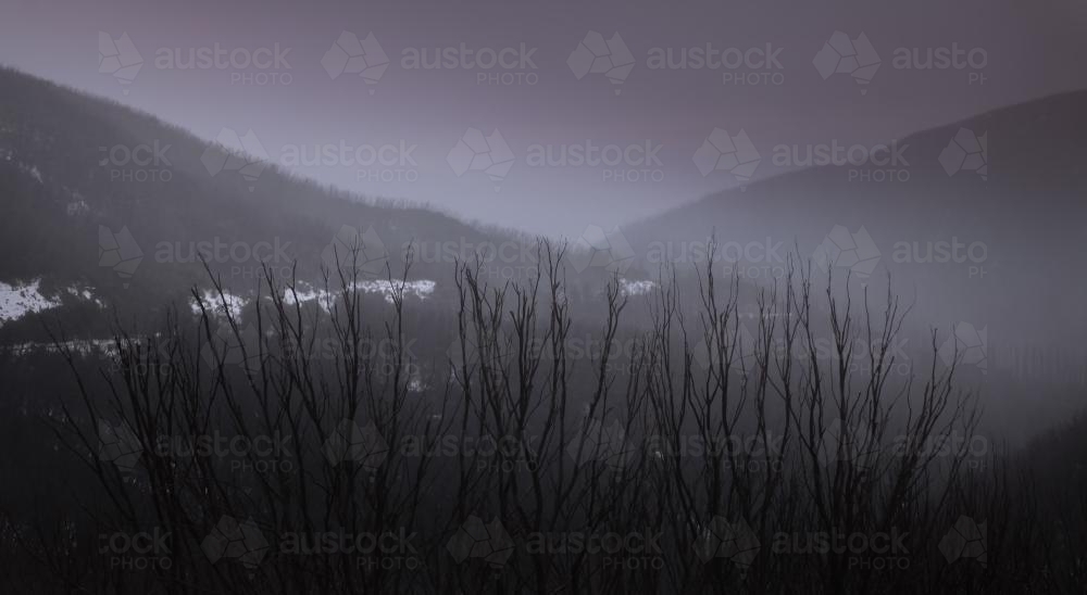 Tops of dead trees in front of dark mountains and mist - Australian Stock Image