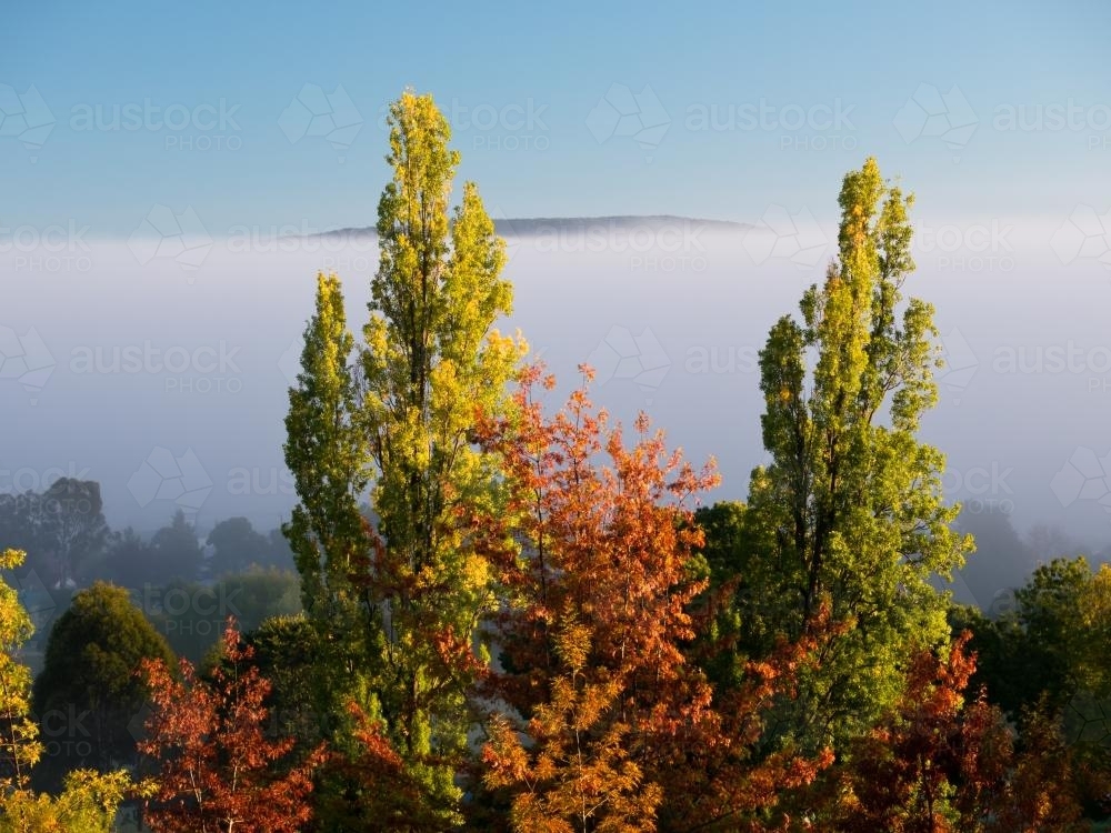 Tops of trees with autumn leaves against misty background - Australian Stock Image
