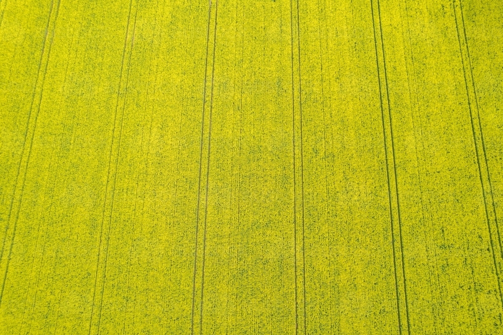 topshot of a big field yellow field - Australian Stock Image