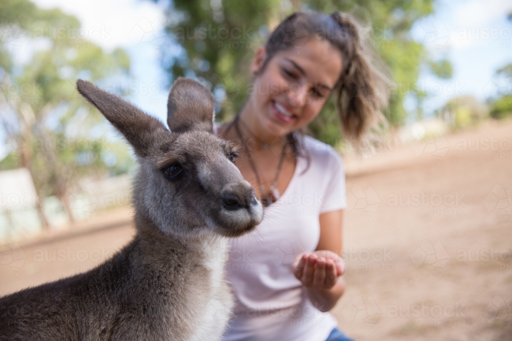 Tourist Experiences Kangaroos - Australian Stock Image