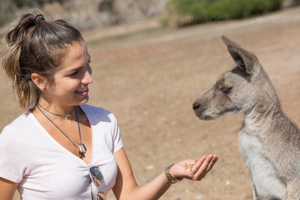 Tourist Feeding Kangaroo - Australian Stock Image