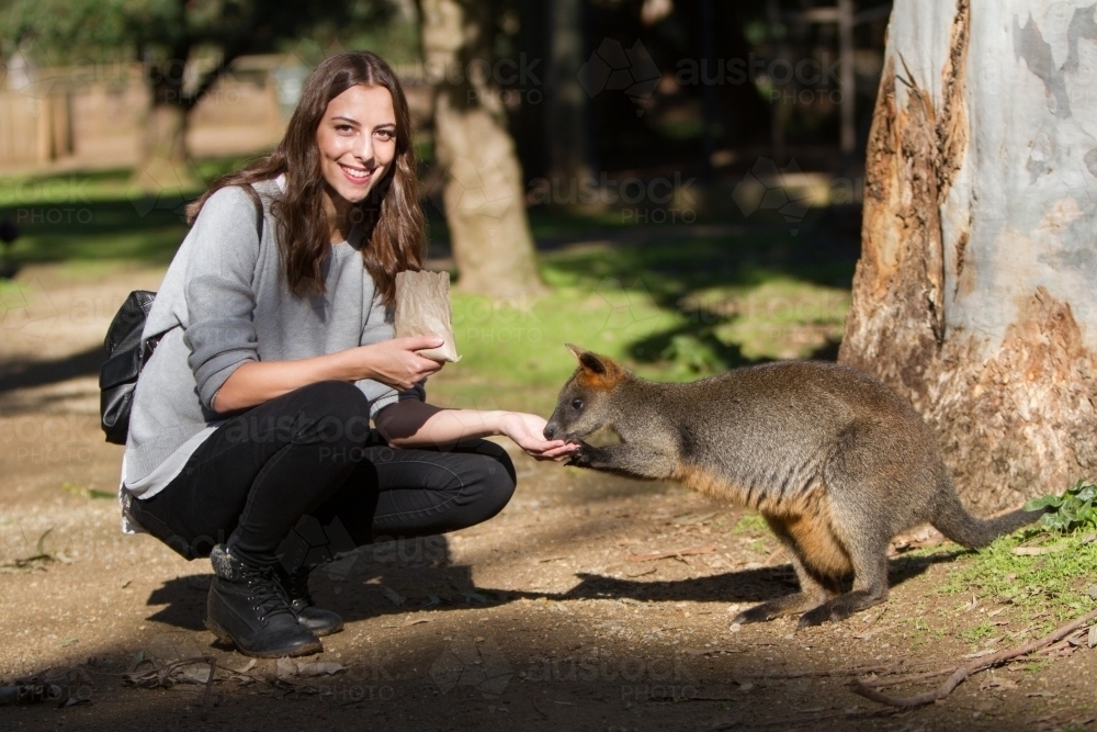 Tourist Hand Feeding a Wallaby - Australian Stock Image