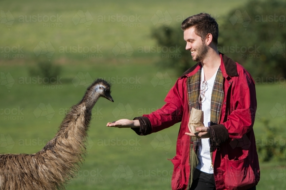 Tourist Hand Feeding an Emu - Australian Stock Image