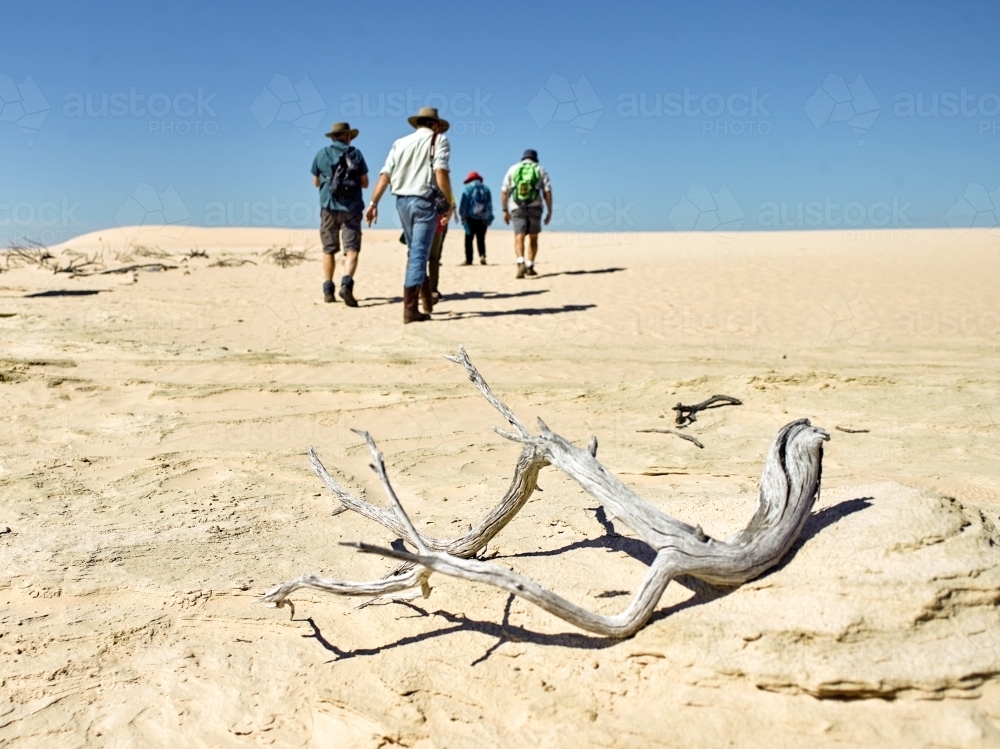 Tourists walking up a sandhill with dry branch in foreground - Australian Stock Image