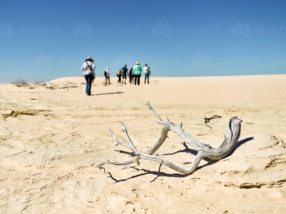 Tourists walking up a sandhill with dry branch in foreground - Australian Stock Image