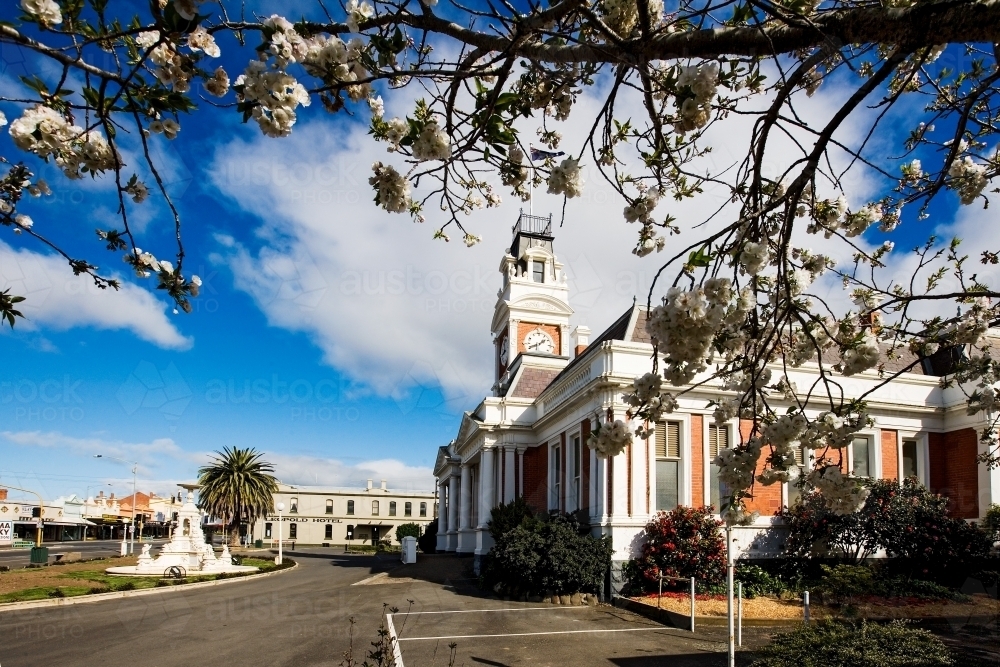 Town hall in regional town with blossom tree in foreground - Australian Stock Image