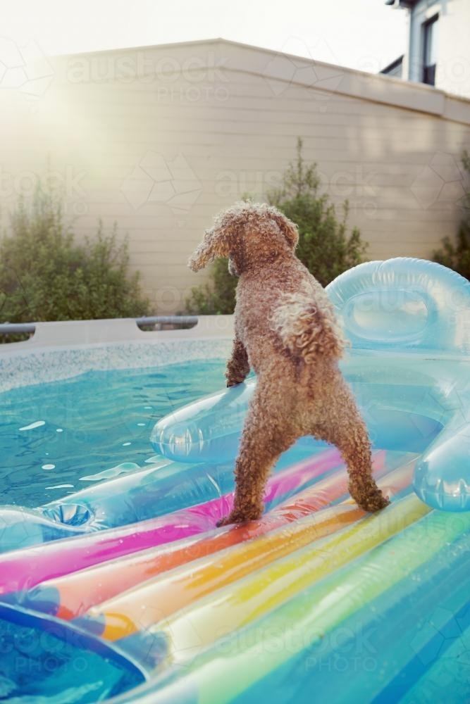 Toy poodle playing on a lilo in backyard swimming pool - Australian Stock Image
