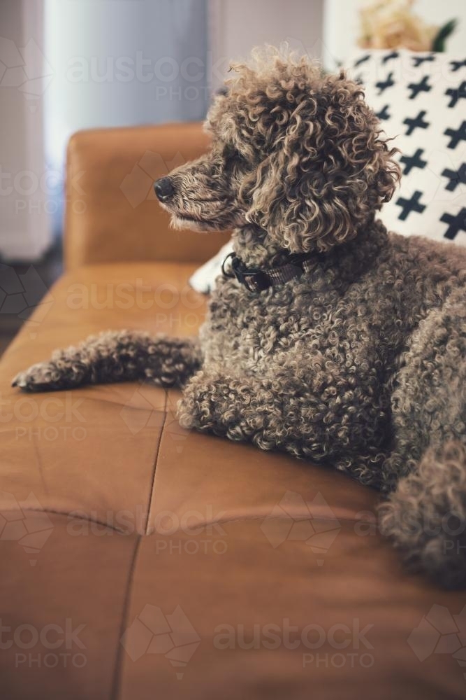 Toy poodle sitting on a tan leather sofa in a contemporary living room - Australian Stock Image