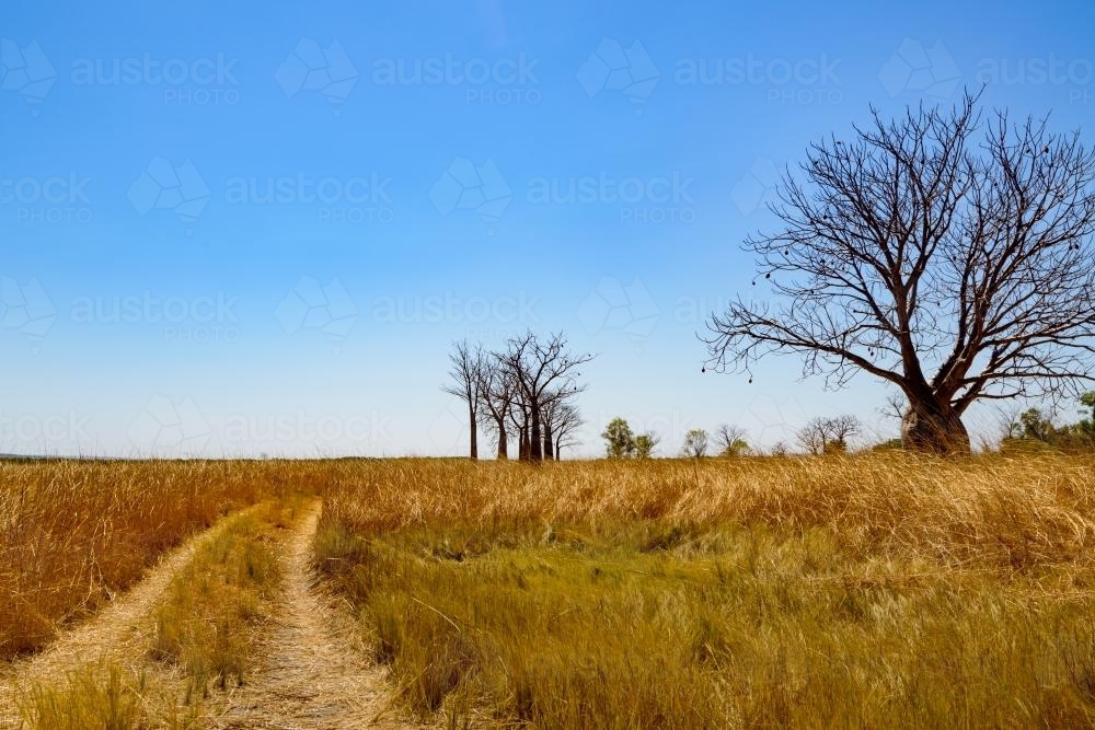 Track in the Savannah with Boab Trees - Australian Stock Image
