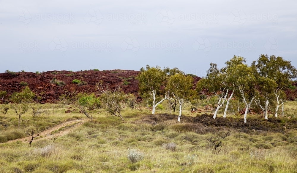 Track leading towards rocky hill with white gum trees - Australian Stock Image