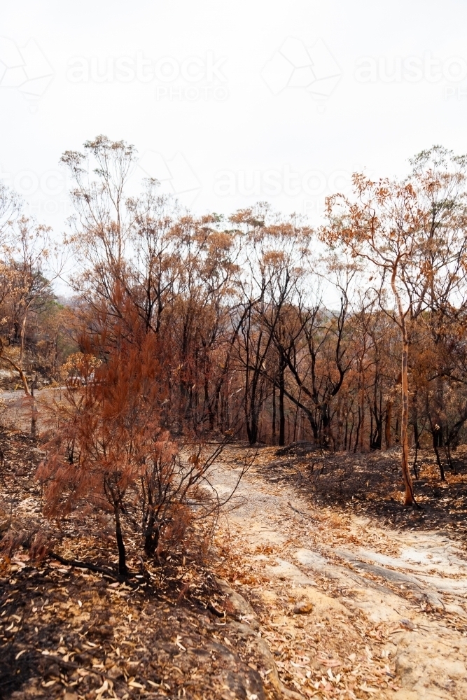 Track through burnt and brown bushland after fire - Australian Stock Image