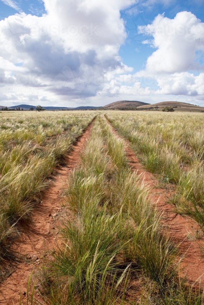 track through native grasses in an outback landscape - Australian Stock Image