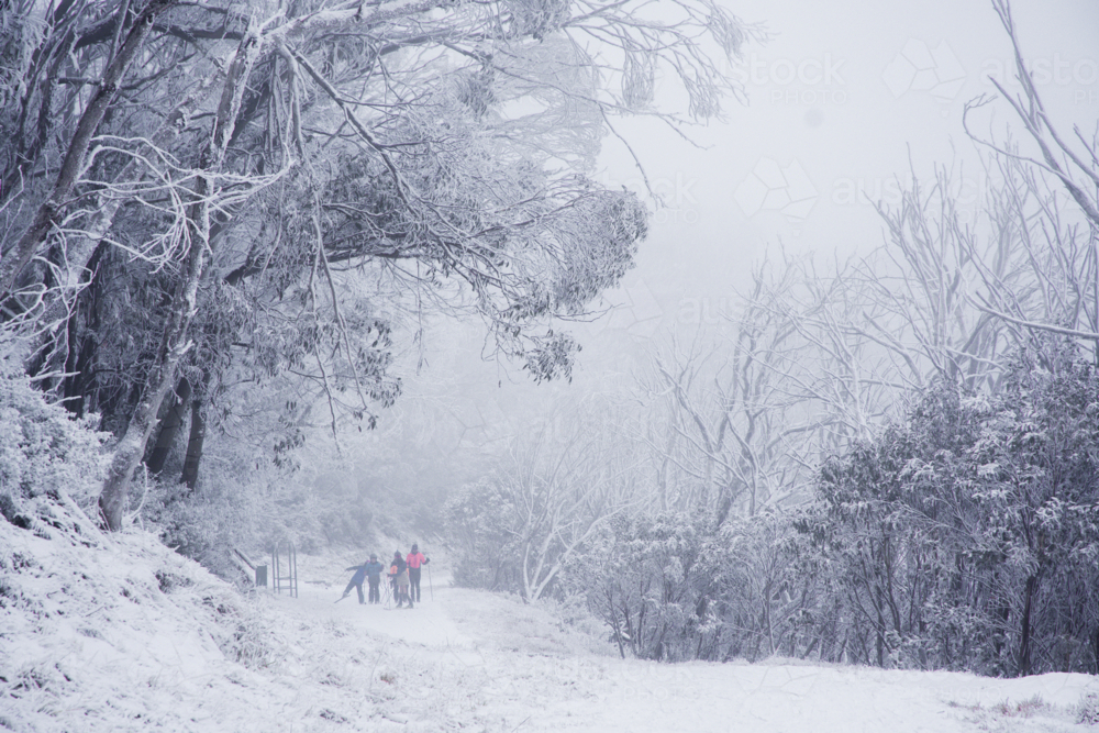 Track with cross country skiers in the mist and snowy trees - Australian Stock Image