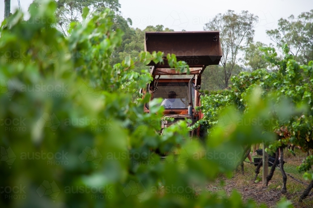 Tractor among vines in vineyard - Australian Stock Image