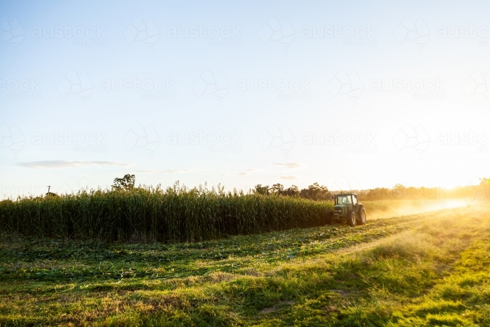 Tractor cutting windrows of forage crop on farm - Australian Stock Image