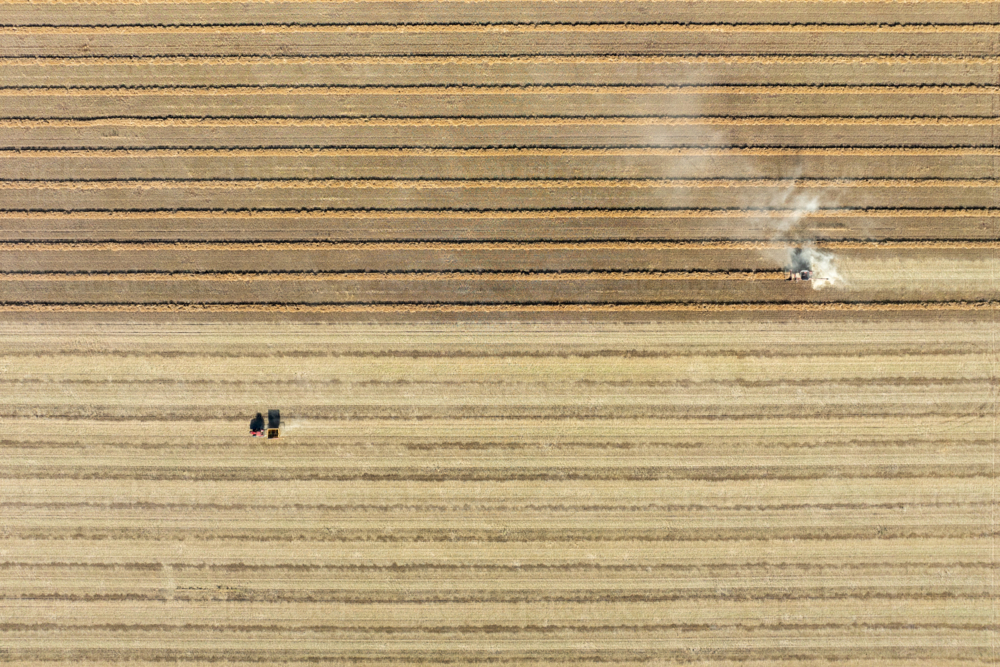 tractor harvesting crop aerial view of straight lines and windrows in paddock at harvest time - Australian Stock Image