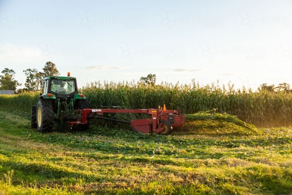 Tractor harvesting forage crop - Australian Stock Image