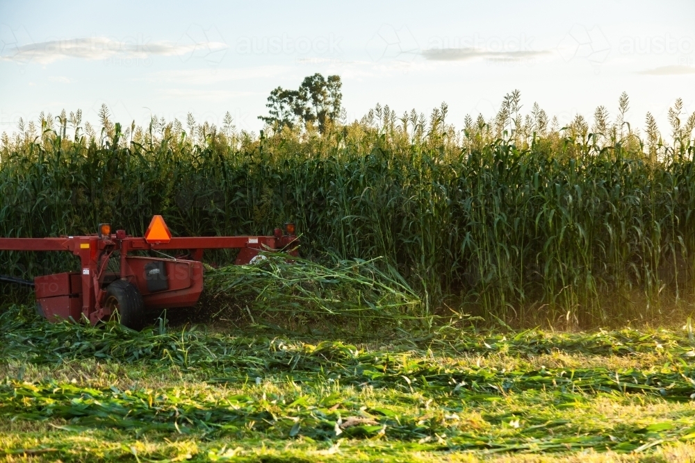 Tractor harvesting forage crop - Australian Stock Image