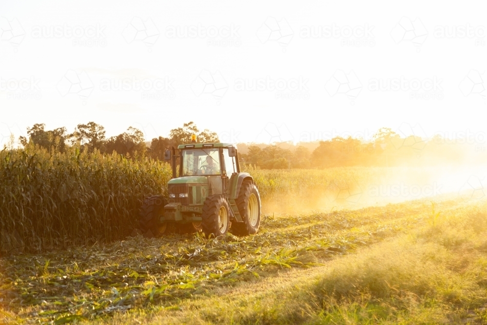 Tractor harvesting forage crop - Australian Stock Image