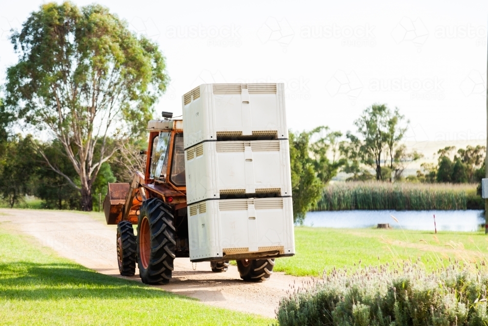 Image of Tractor on farm carrying stack of half ton bins full of fruit ...
